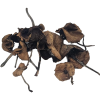 Pan Cyans Mushrooms (Panaeolus cyanescens) are among the most powerful naturally occurring psychedelic mushrooms.